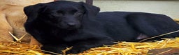 Labrador Retriever dogs for sale: Labrador Retriever Puppy 1 - Ad 8