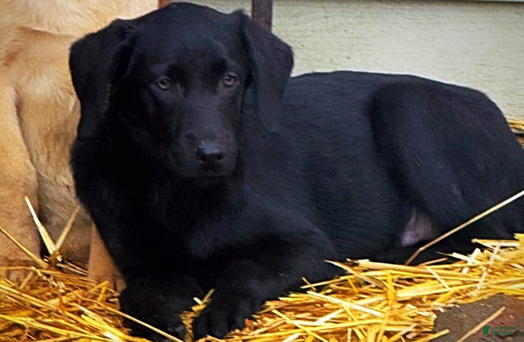 Labrador Retriever dogs for sale: Labrador Retriever Puppy 1 - Ad 8