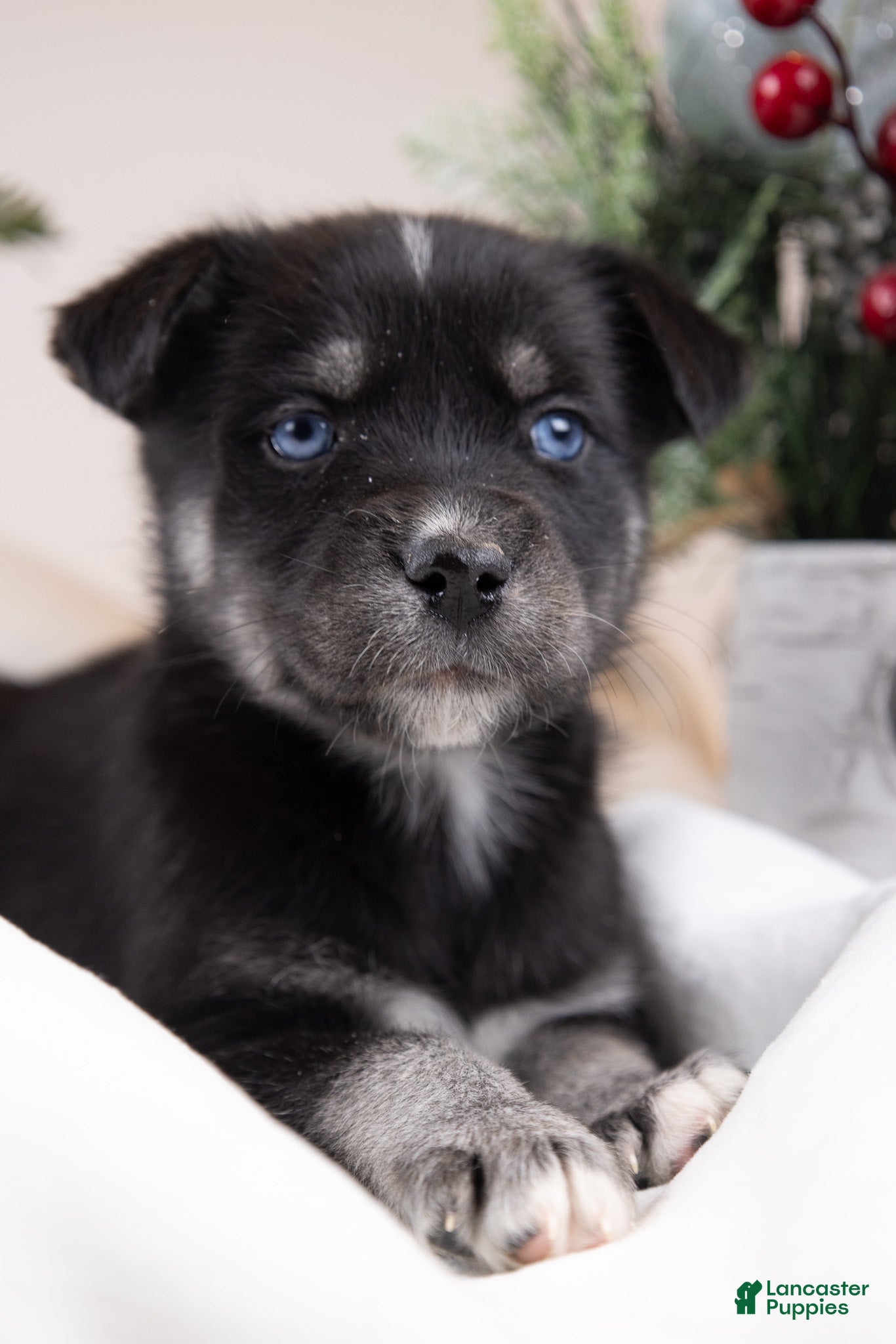 Goberian dogs Lumi - Ad 15