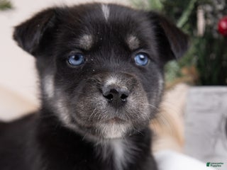 Goberian dogs Lumi - Ad 12