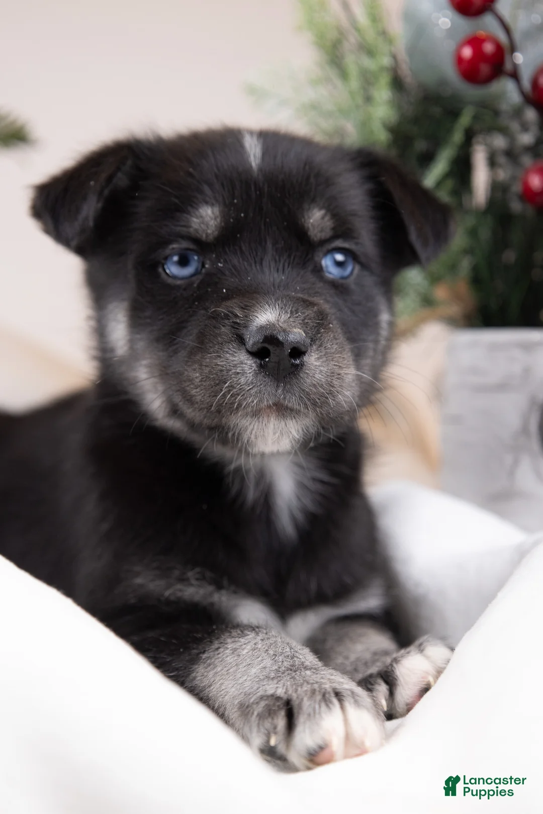 Goberian dogs for sale: Holly - Ad 31