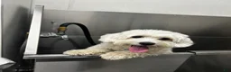Coton De Tulear dogs for stud: Bernie Tulear  - Ad 3