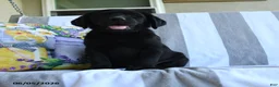 Labrador Retriever dogs for sale: Bubbles - Ad 3