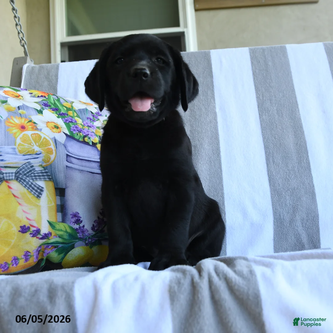 Labrador Retriever dogs for sale: Bubbles - Ad 3