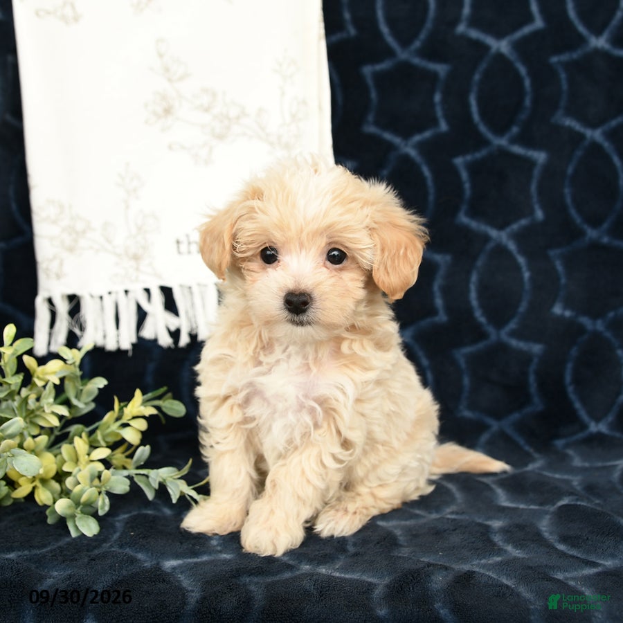 Maltipoo dogs Adam - Ad 2