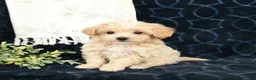 Maltipoo dogs for sale: Adam - Ad 2