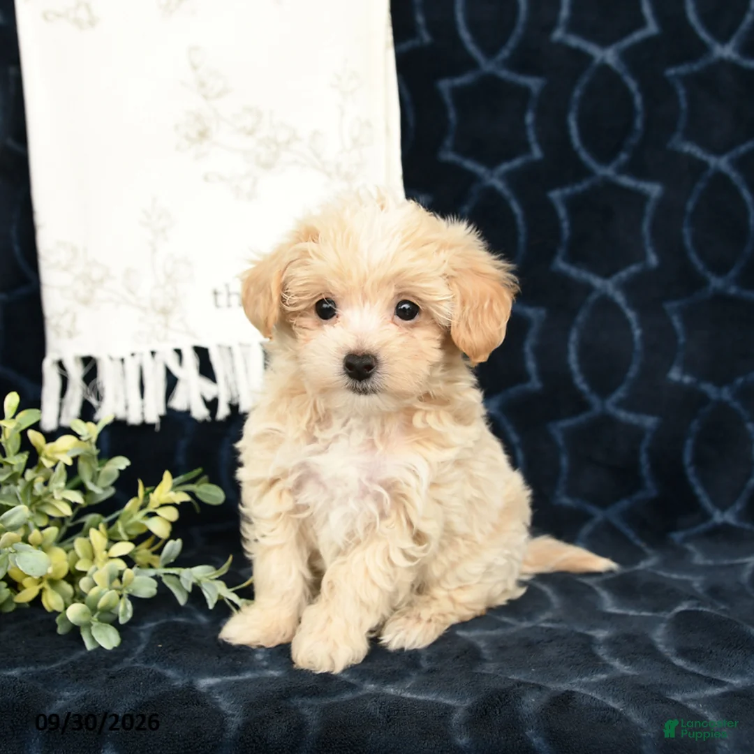 Maltipoo dogs for sale: Adam - Ad 2