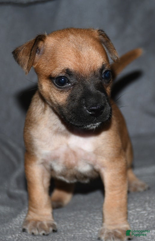 Rat Terrier dogs Wonton - Ad 3