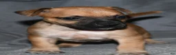 Rat Terrier dogs for sale: Wonton - Ad 1