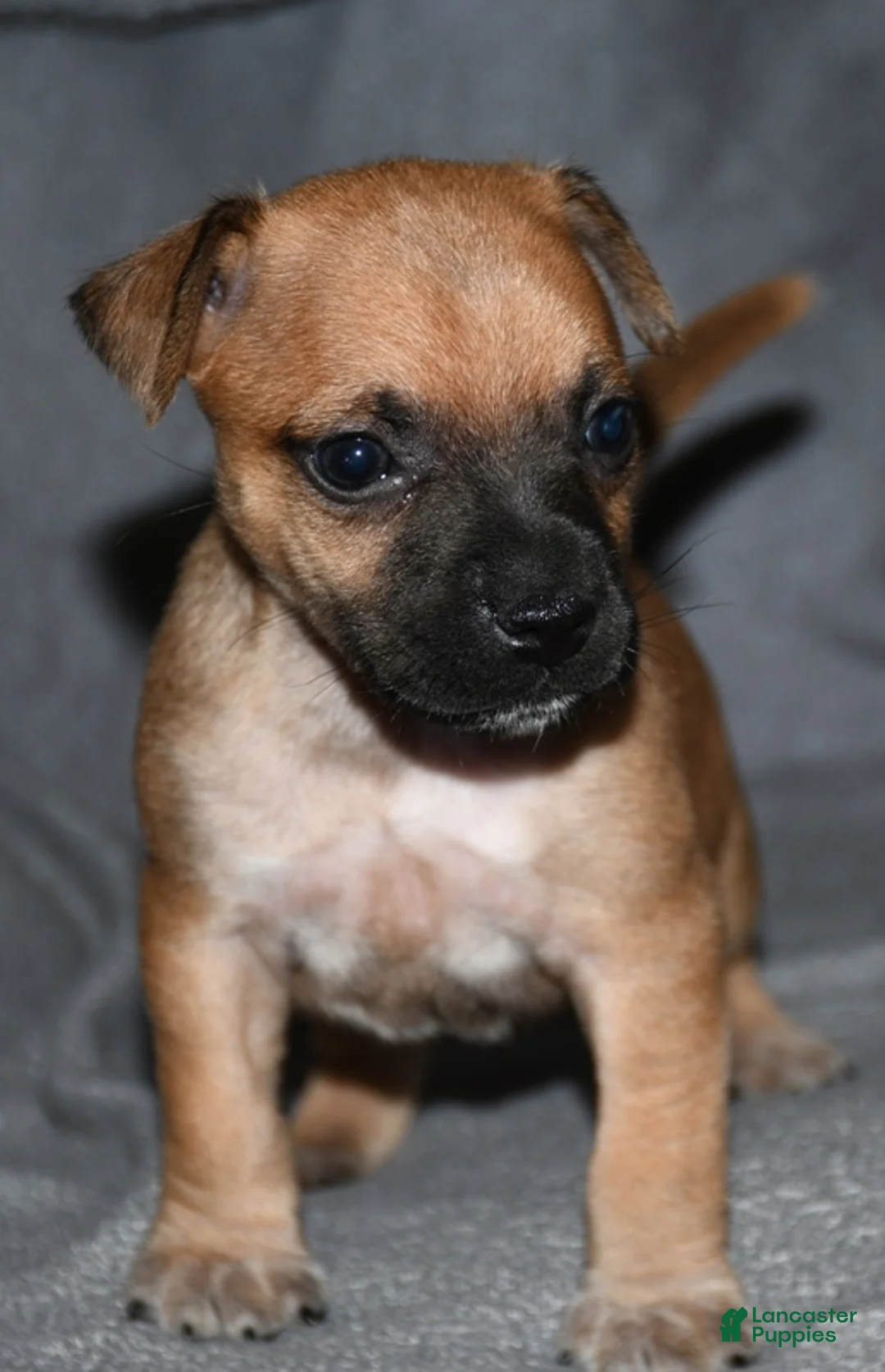Rat Terrier dogs for sale: Wonton - Ad 1