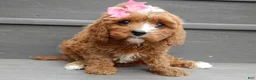 Cavapoo dogs for sale: Honey - Ad 1
