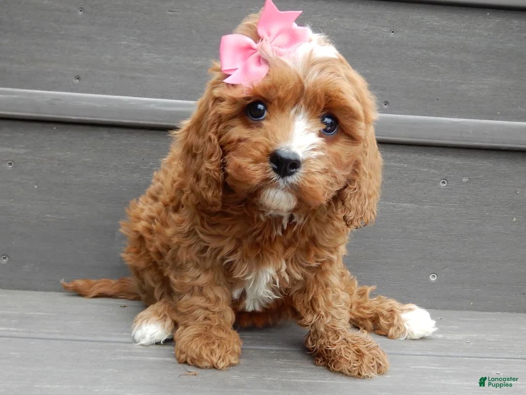 Cavapoo dogs for sale: Honey - Ad 1