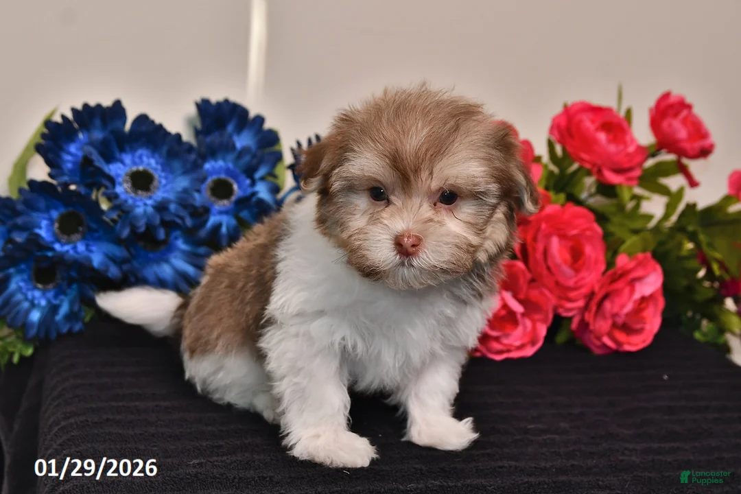Havanese dogs for sale: Timmy - Ad 3