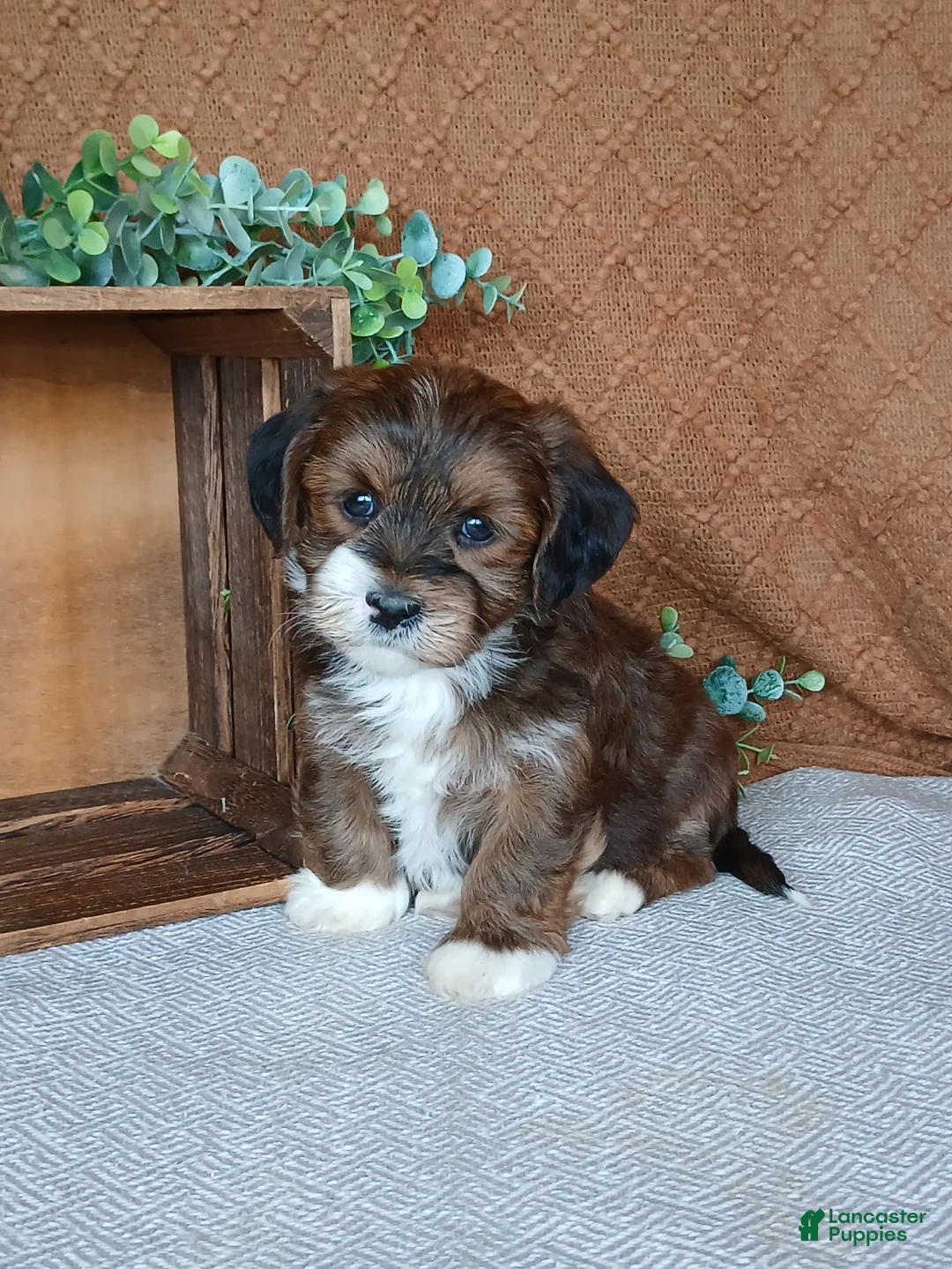 Havanese dogs for sale: Rafe  - Ad 1