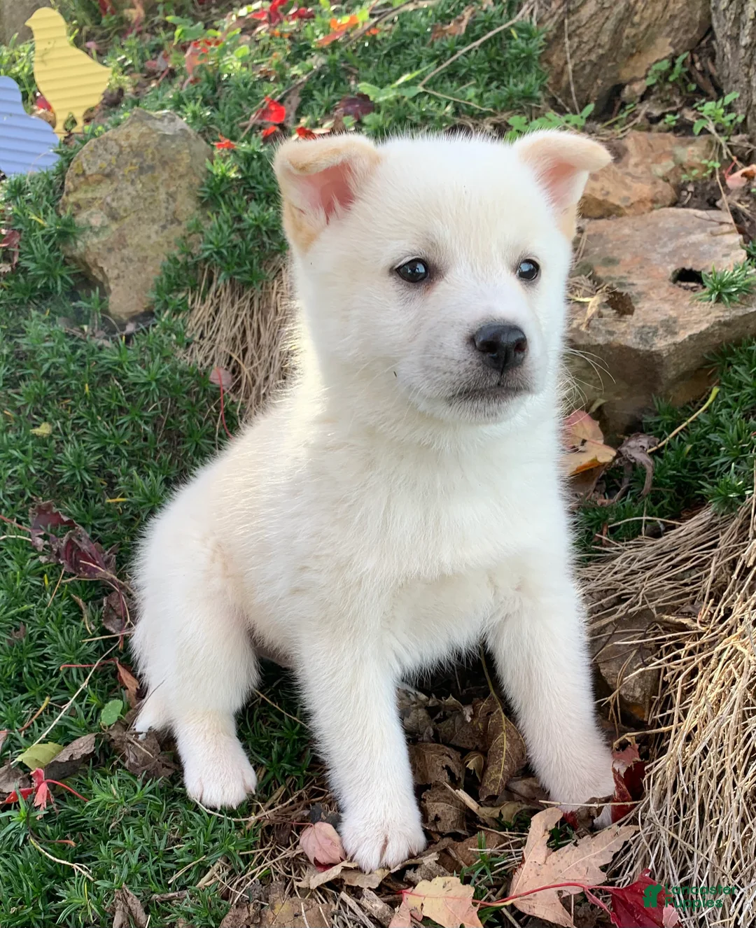 Alaskan Klee Kai dogs for sale: Fun Little Taz~! - Ad 4