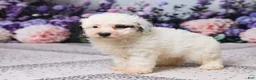 Miniature Poodle dogs for sale: Karlie - Ad 5