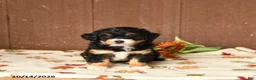 Mini Bernedoodle dogs for sale: Krista - Ad 3