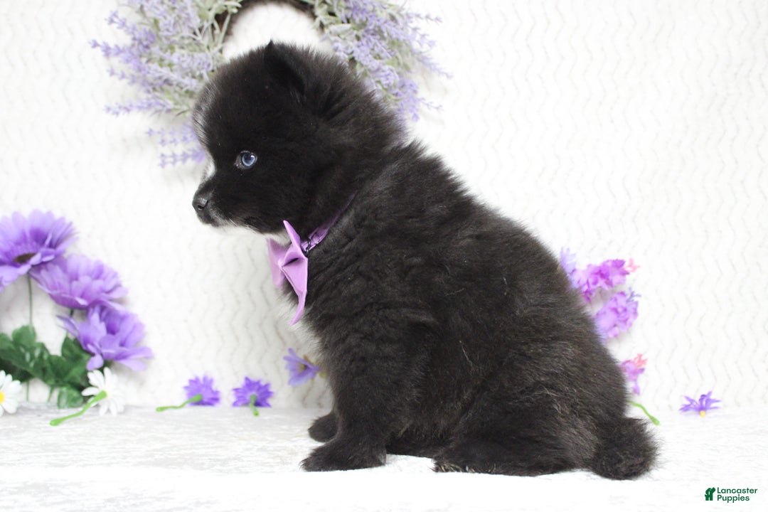 Pomsky dogs for sale: Luey  - Ad 8