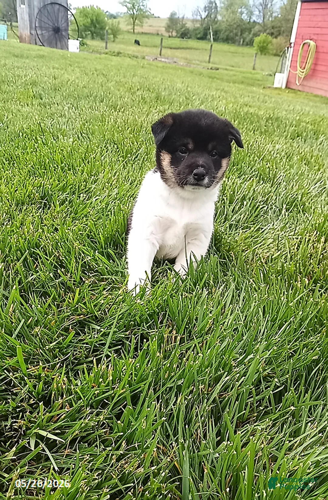 Shiba Inu dogs for sale: Wendy - Ad 2