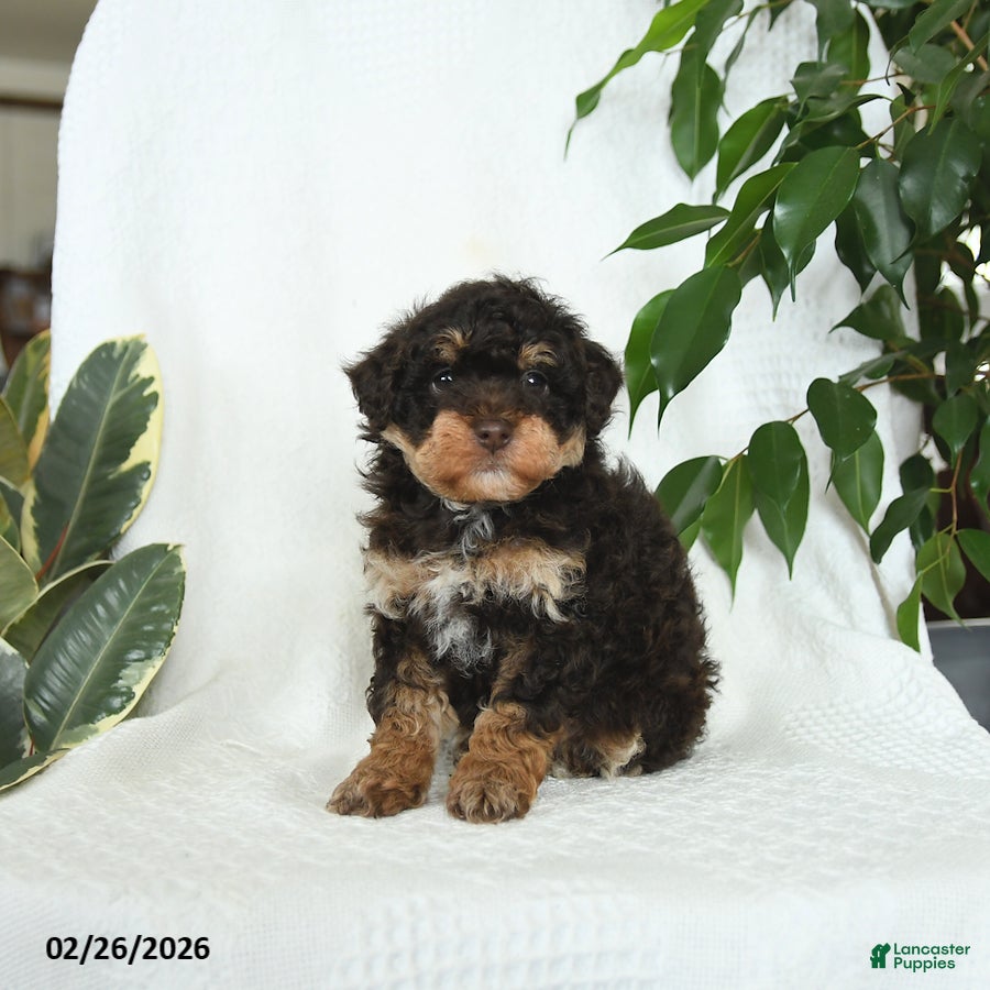 Miniature Poodle dogs Sage - Ad 1