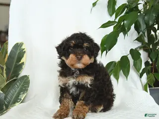 Miniature Poodle dogs for sale: Sage - Ad 4