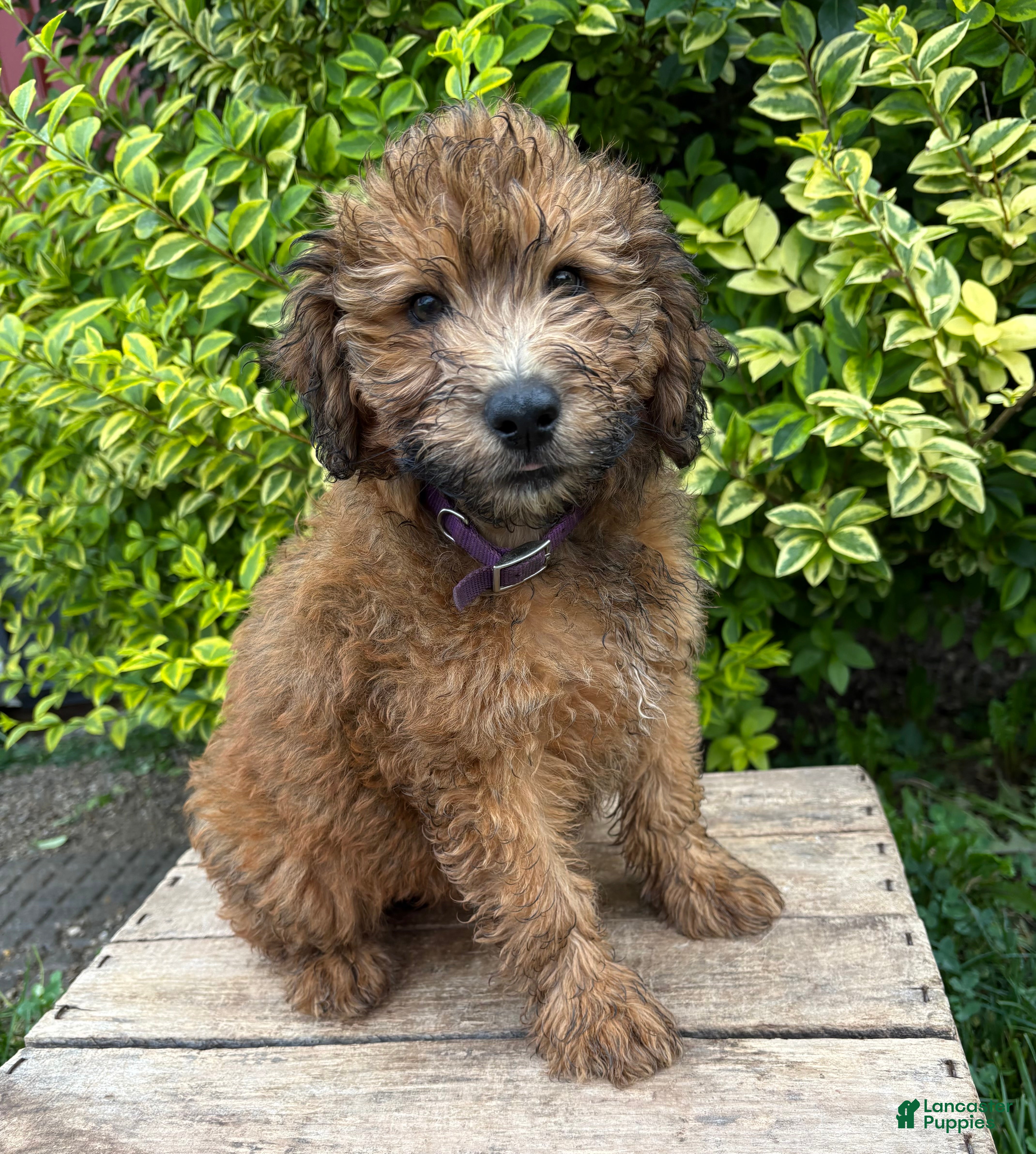 Whoodle dogs Melody - Ad 1
