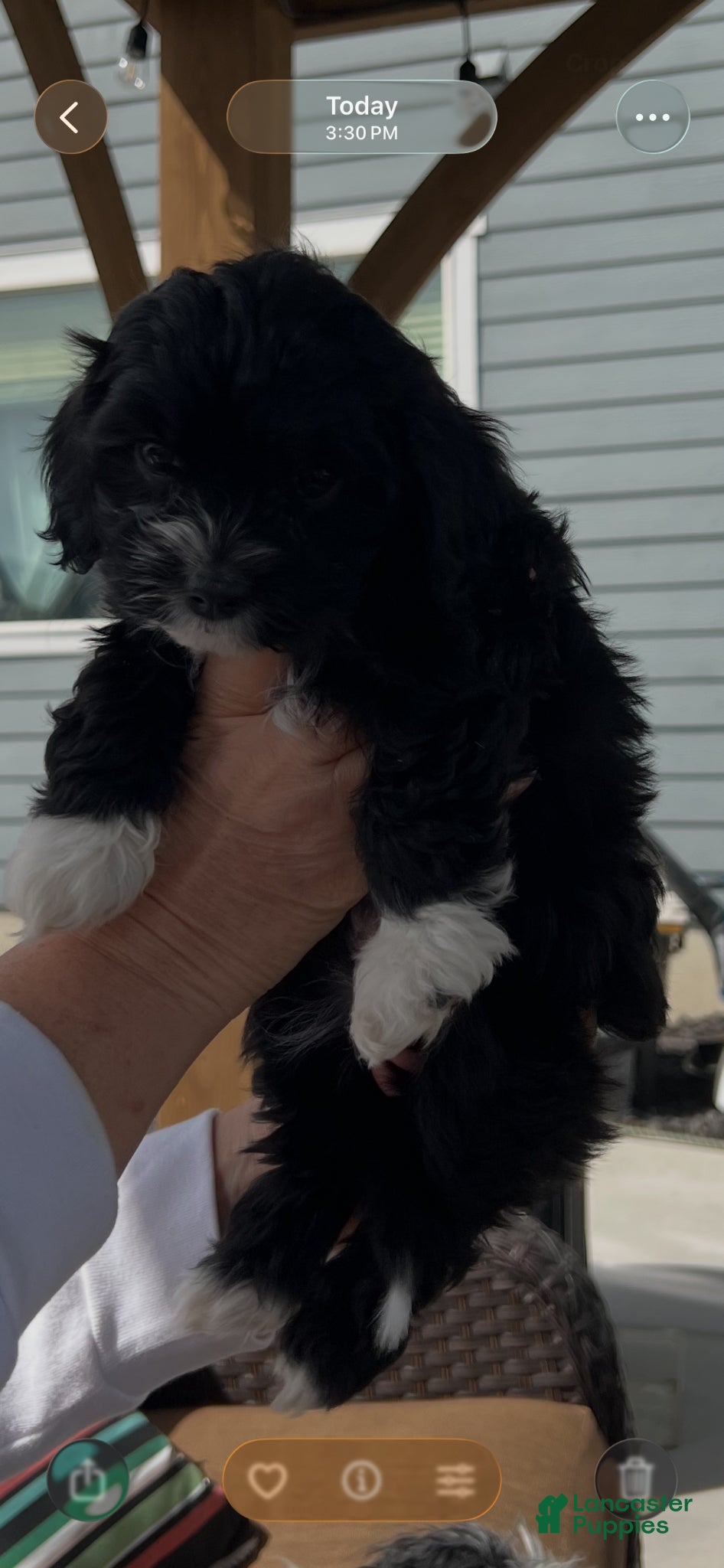 Cavapoo dogs Cavapoo Puppy 3 - Ad 2