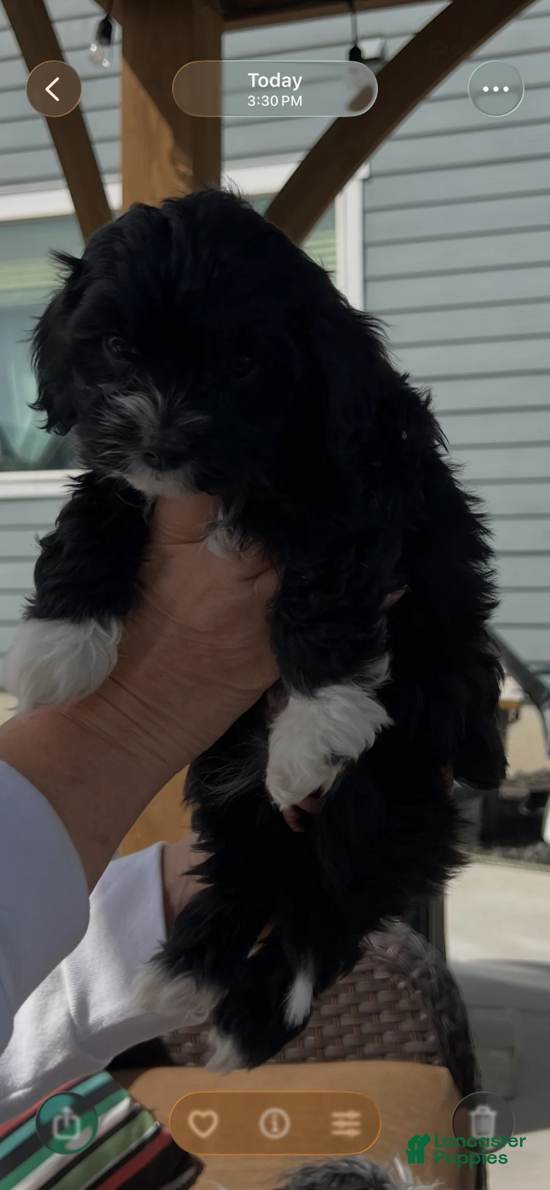 Cavapoo dogs for sale: Cavapoo Puppy 3 - Ad 2