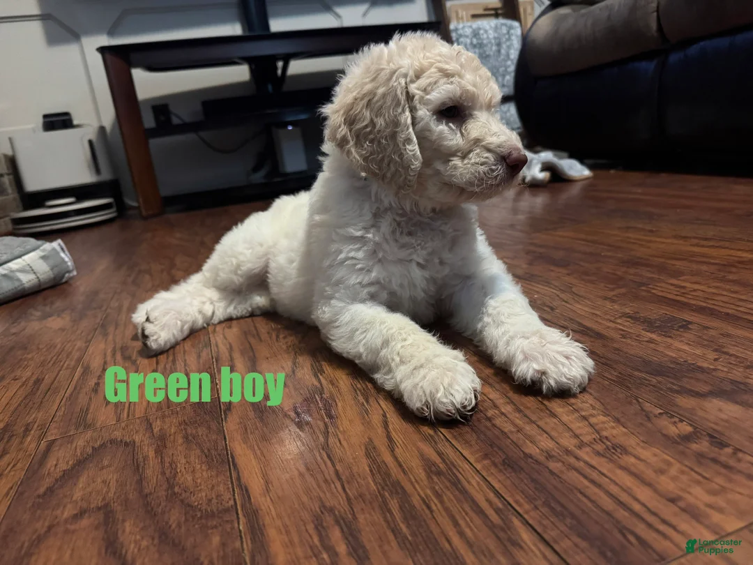 Labradoodle dogs for sale: Labradoodle Puppy 3 - Ad 2