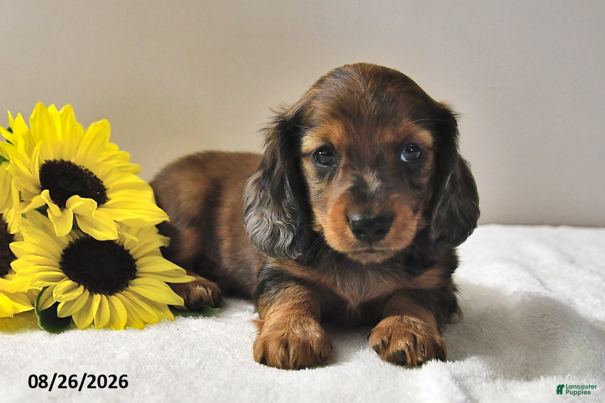 Miniature Dachshund dogs Captain - Ad 2