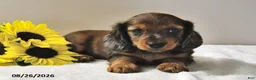 Miniature Dachshund dogs for sale: Captain - Ad 2