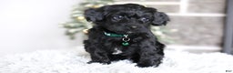 Yorkiepoo dogs for sale: Sutton - Ad 11