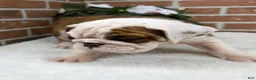 English Bulldog dogs for sale: Patrick - Ad 5