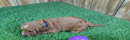 Cavapoo dogs for sale: Sadie Girl 1  - Ad 7