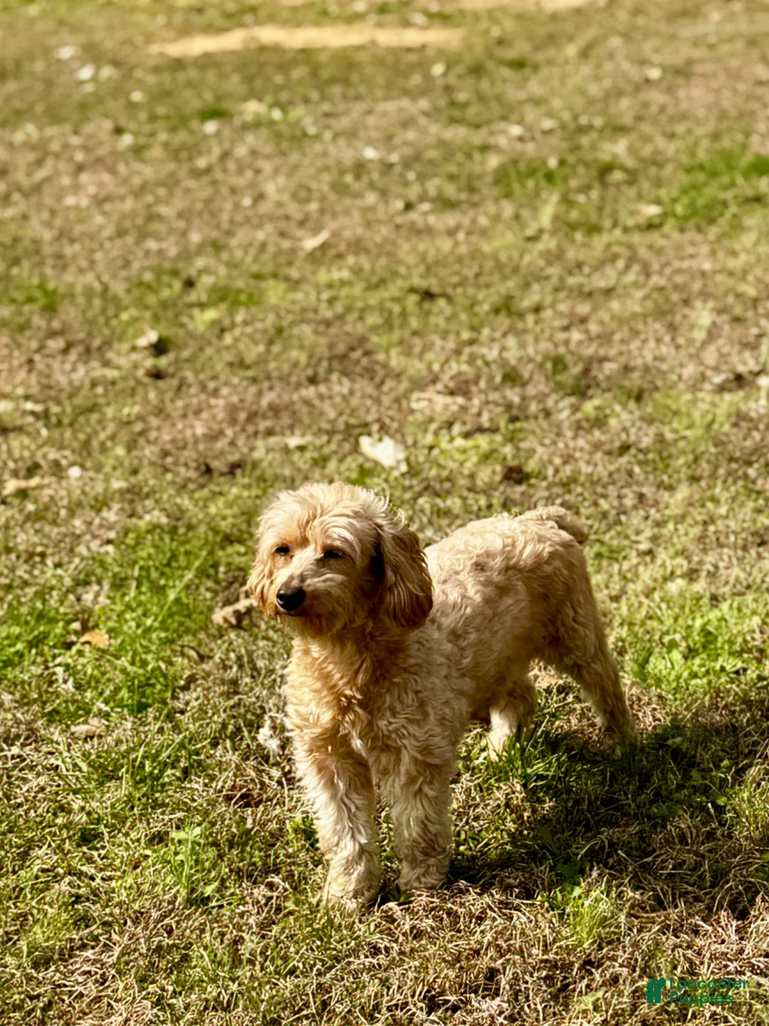 Maltipoo dogs for sale: LEO-1 - Ad 10