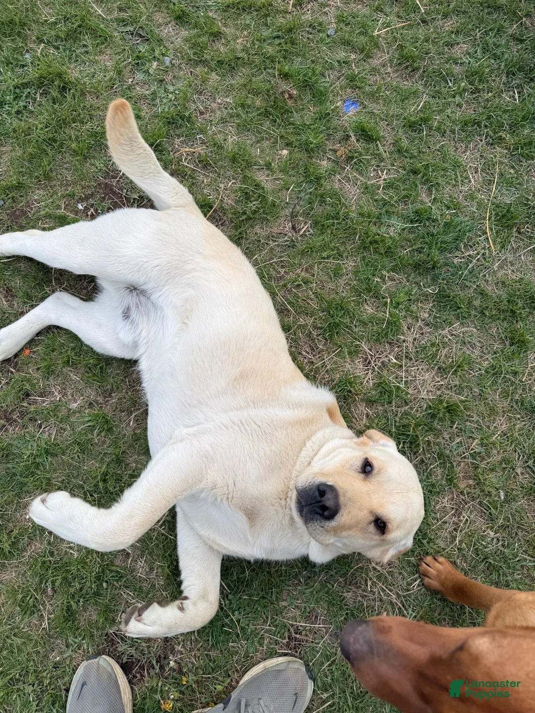 Labrador Retriever dogs for sale: Labrador Retriever 4 - Ad 2