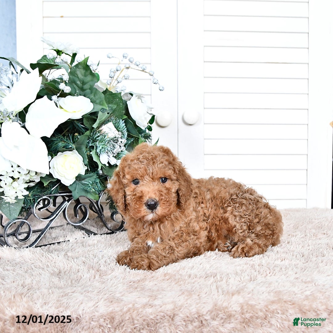 Mini Goldendoodle dogs for sale: Toby - Ad 3