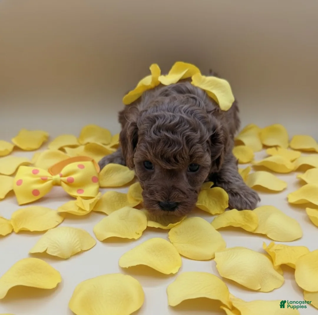 Toy Poodle dogs for sale: Toy Poodle Puppy 4 - Ad 8