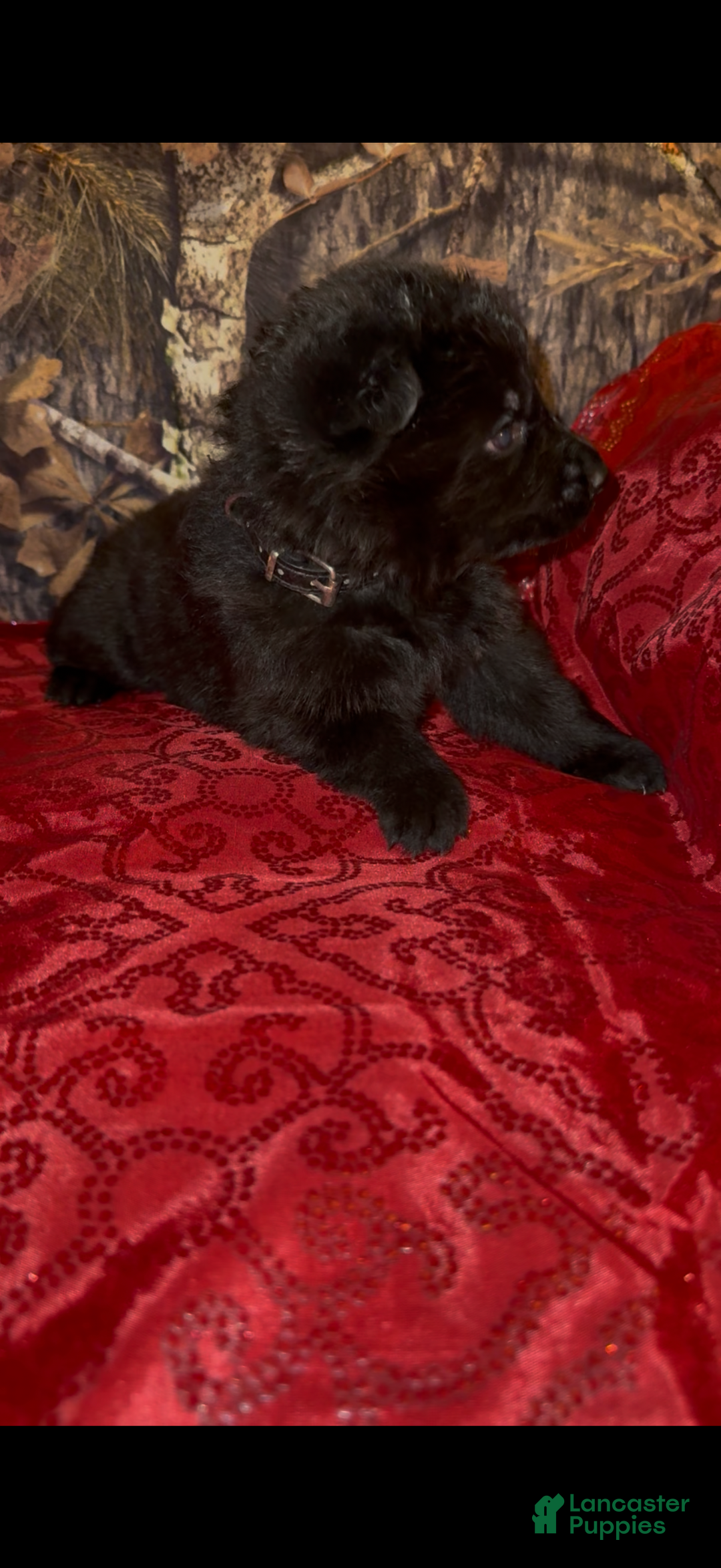 German Shepherd dogs for sale: Sussie B - Ad 2