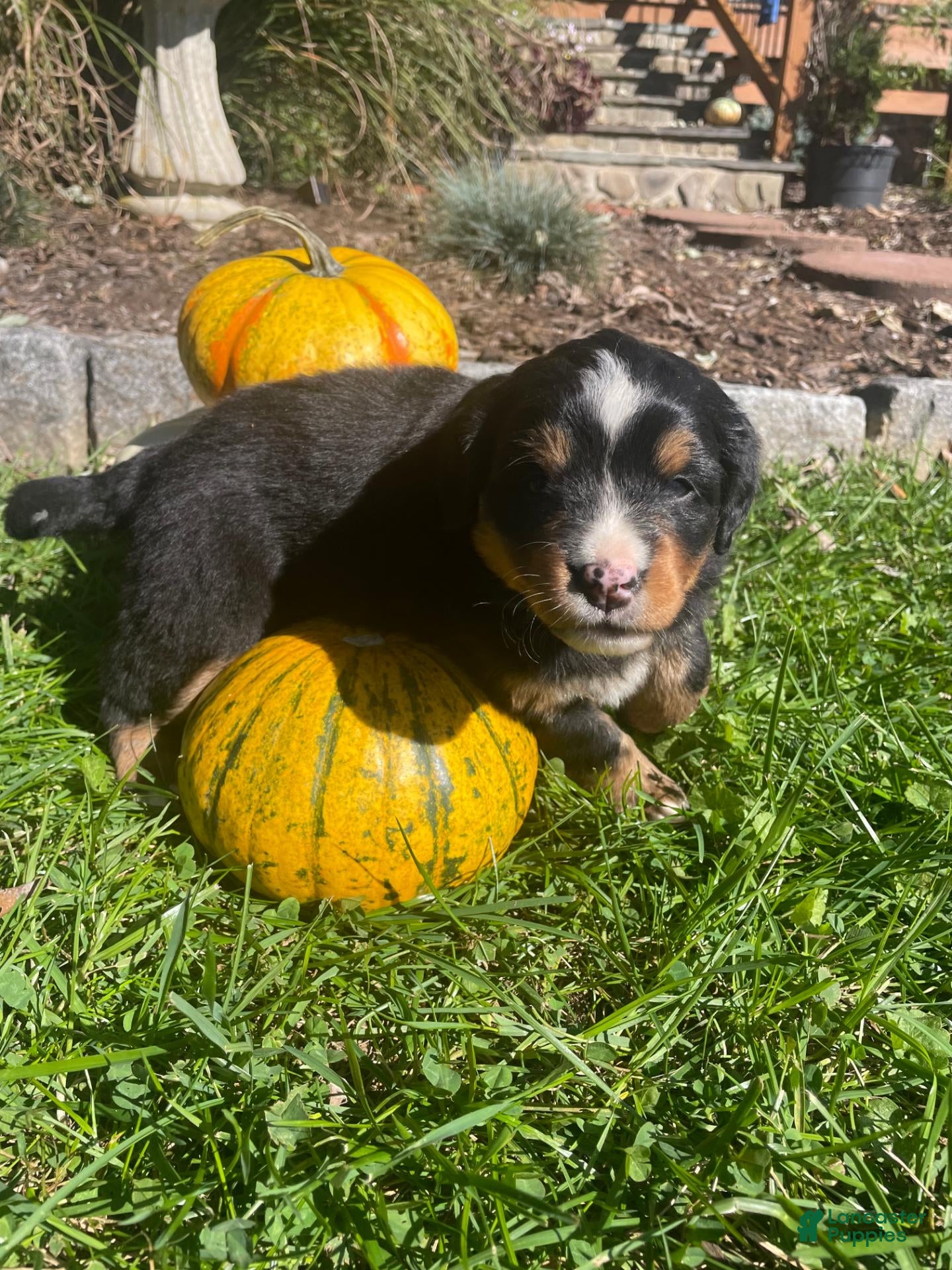 Mini Bernedoodle dogs Gemelli - Ad 2