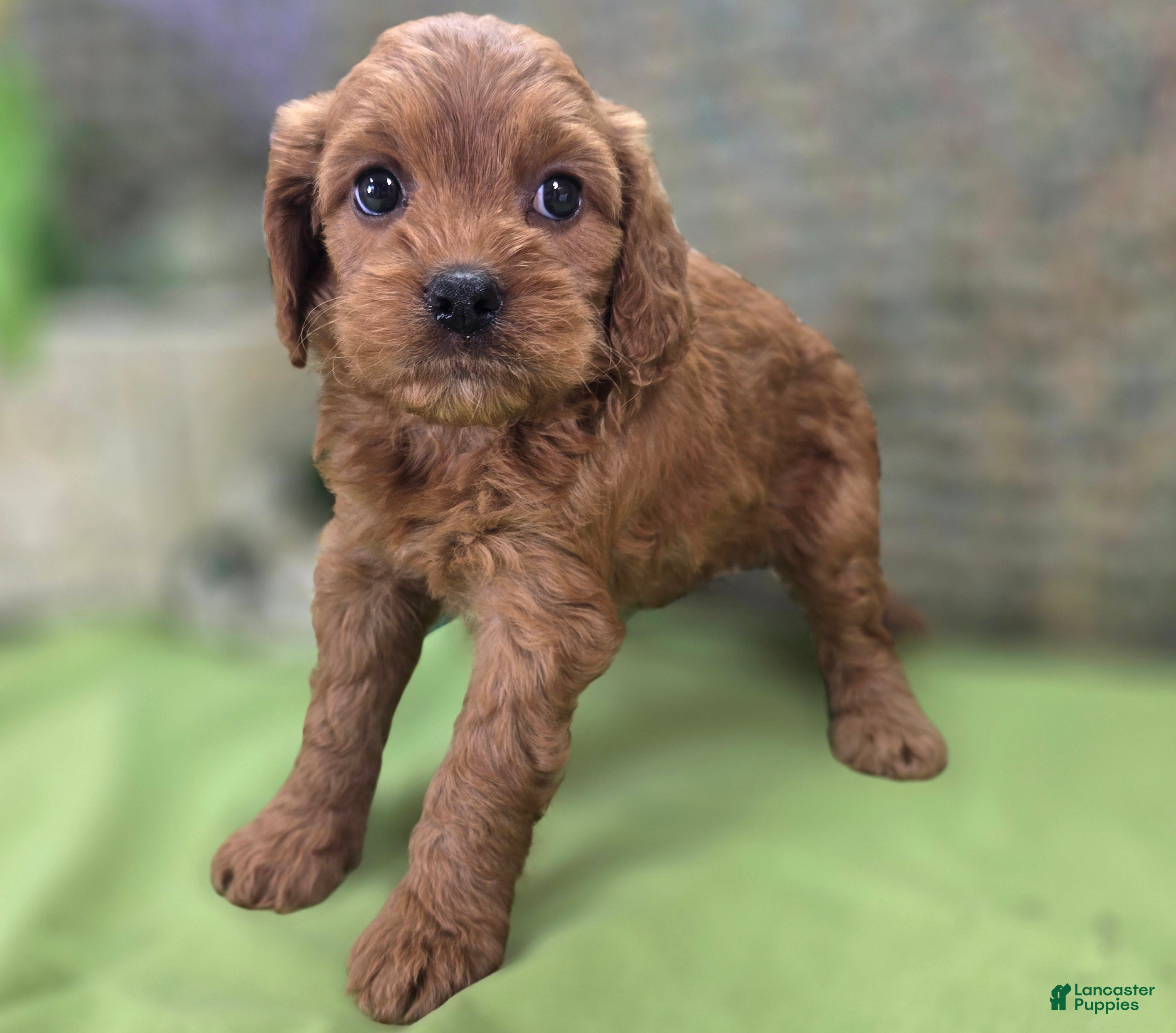 Cockapoo dogs Paris - Ad 19