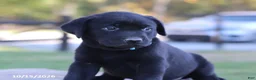 Labrador Retriever dogs for sale: Coral - Ad 2