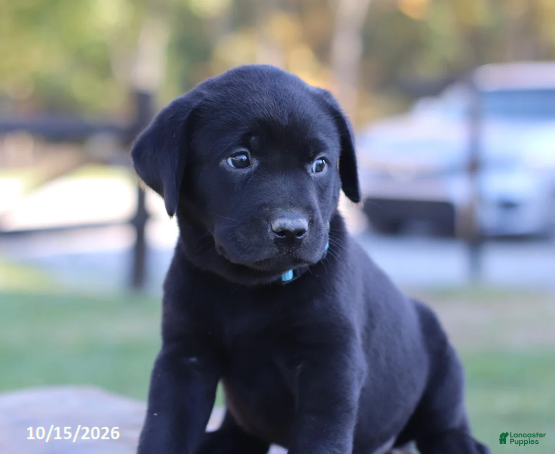 Labrador Retriever dogs for sale: Coral - Ad 2