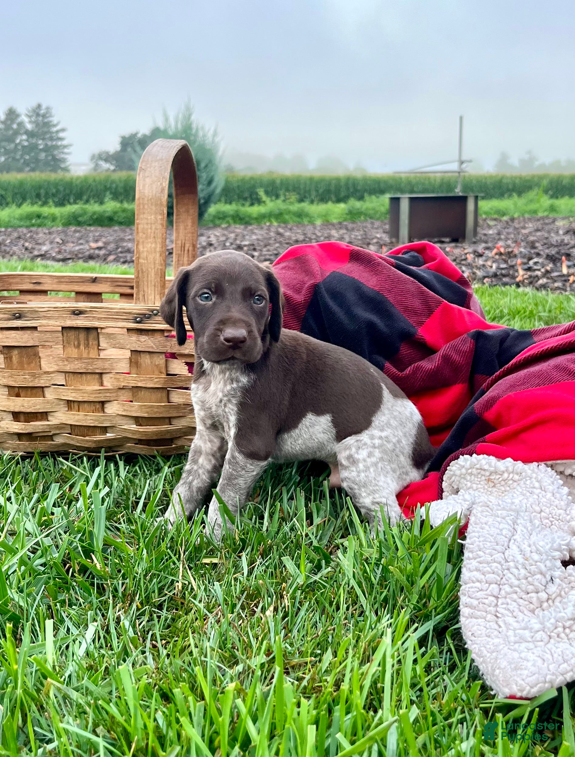 German Shorthaired Pointer dogs Ranger❤️akc reg🐾 text or call today - Ad 2
