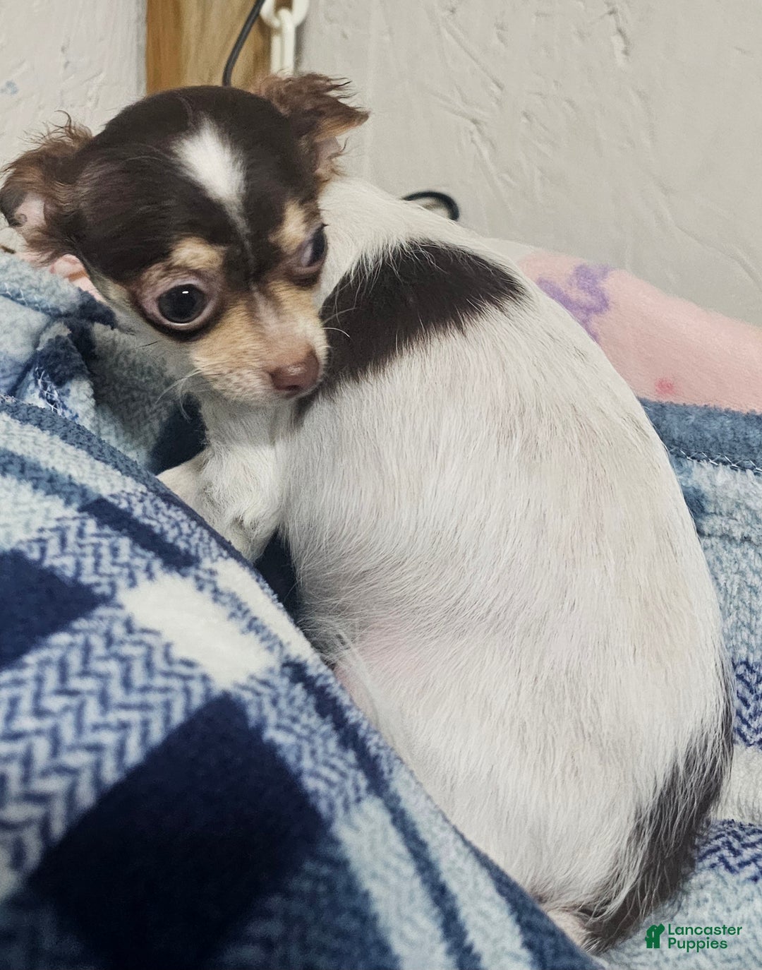 Chihuahua dogs for sale: Prissy - Ad 12