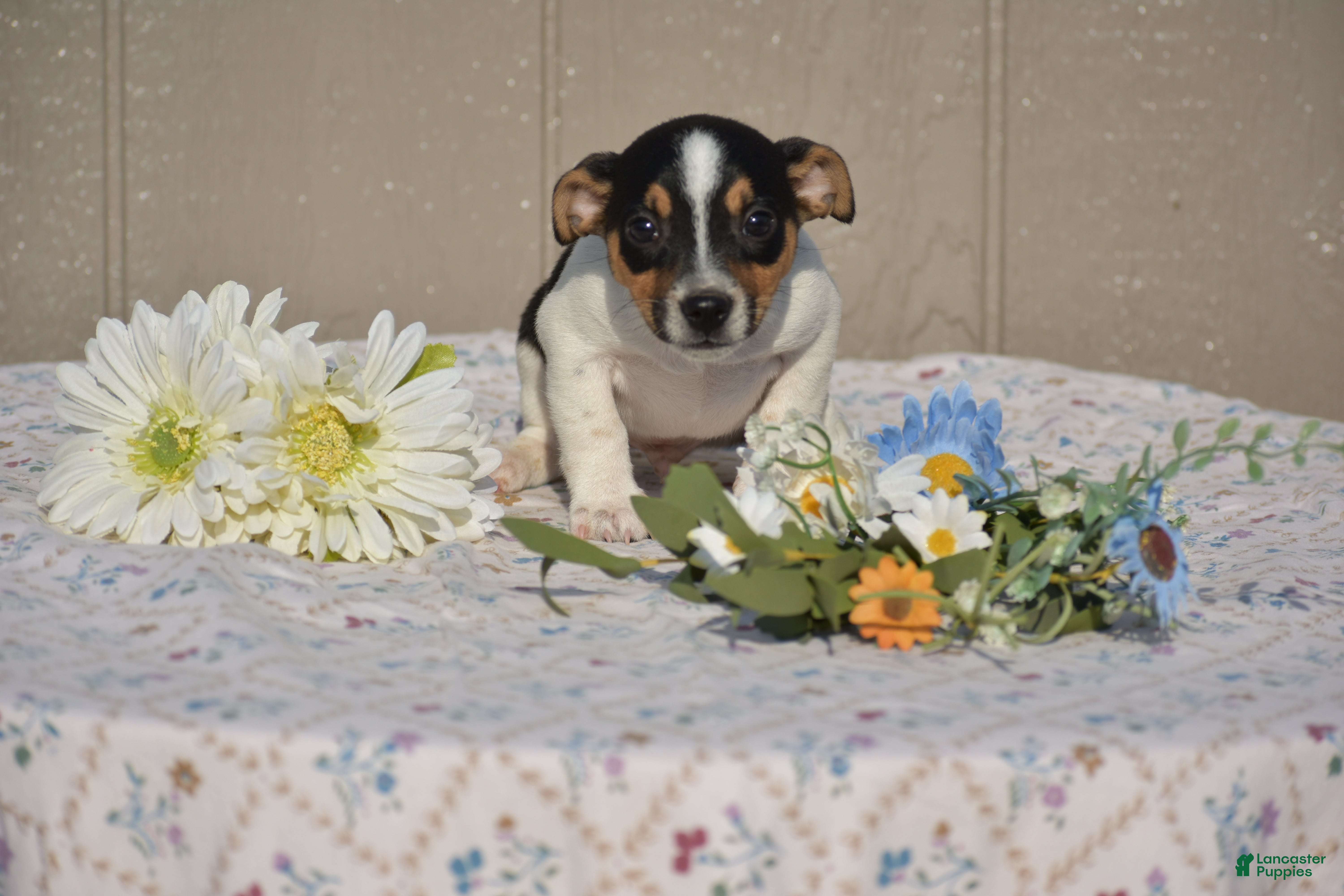Jack Russell Terrier dogs Charlie - Ad 19