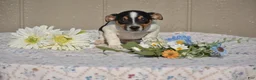 Jack Russell Terrier dogs for sale: Charlie - Ad 1