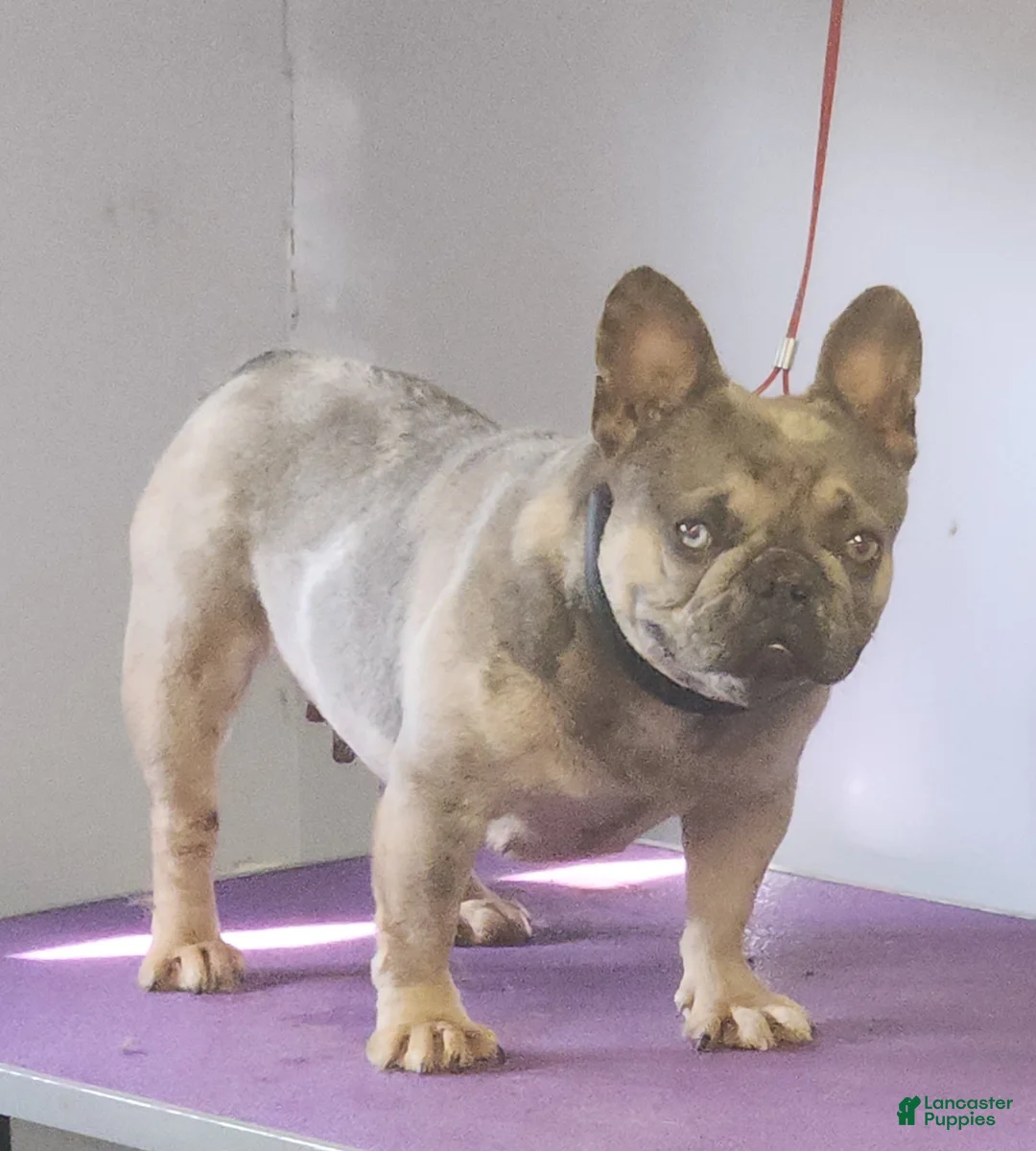 French Bulldog dogs for sale: Peppa - Ad 5