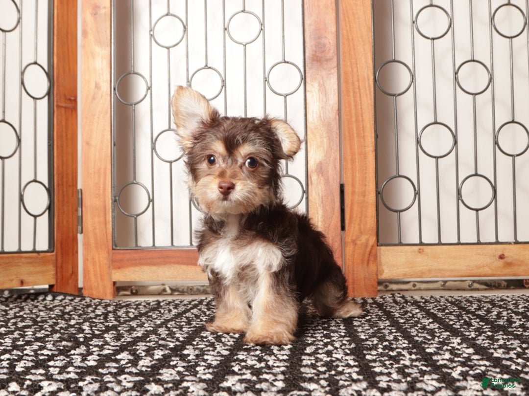 Yorkiepoo dogs for sale: Bruce Chocolate Male Yorkie-Poo - Ad 3