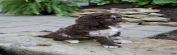 Mixed Breed dogs for sale: Fern - Ad 5
